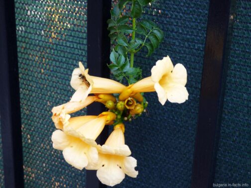 Цветы и пчела из Равды