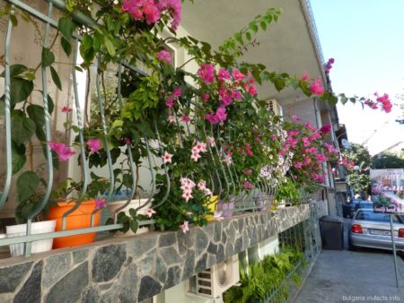 Яркие цветы в Поморье
