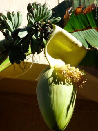 Цветок банановой пальмы