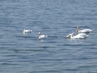 Белые лебеди на Поморийском озере