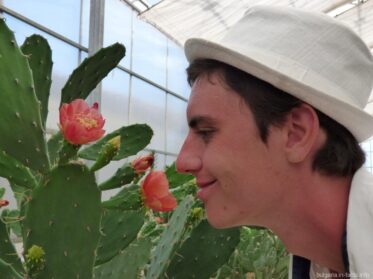 Кактусы в ботаническом саду Балчика еще и цветут