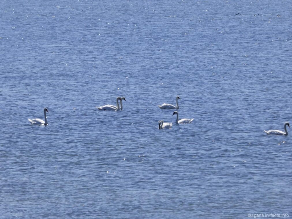 Лебеди в Поморийском озере