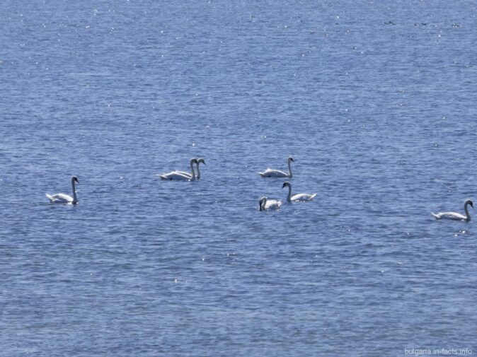 Лебеди в водах Поморийского озера