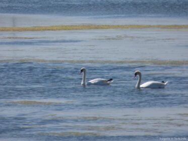 Лебеди на Поморийском озере