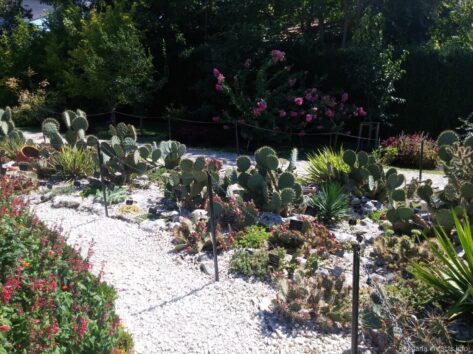 Малая часть коллекции кактусов ботанического сада в Балчике