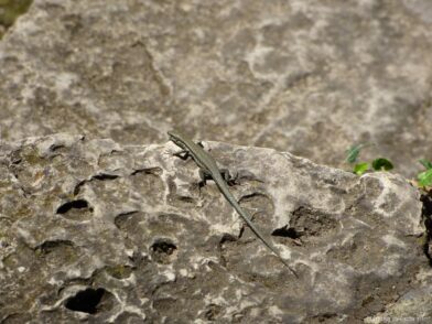 Маленькая ящерица на камне