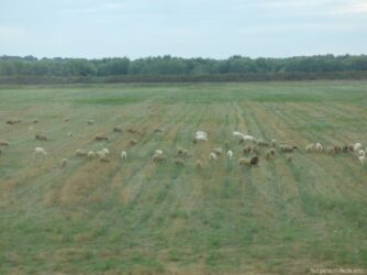 Овцы на полях в Румунии