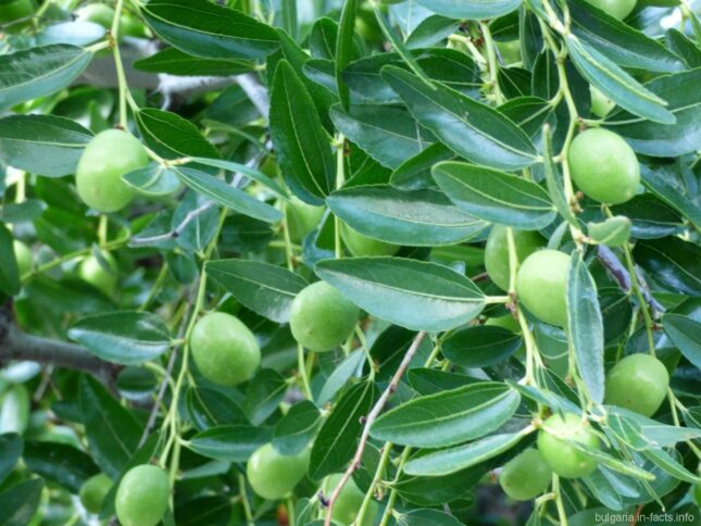 Оливки в Болгарии