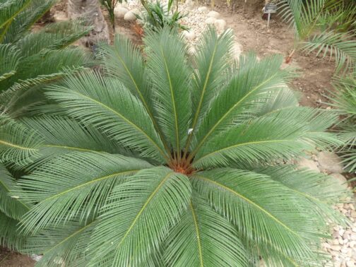 Пальма в ботаническом саду