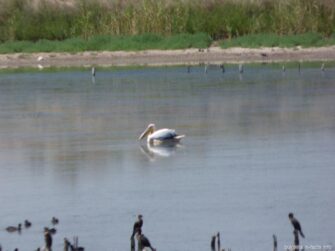 Пеликан на озере