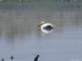 Пеликан на озере в Поморие