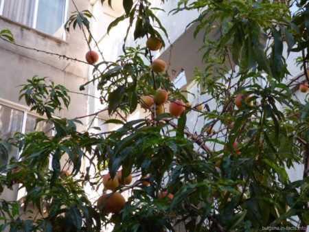 Персики в Болгарии