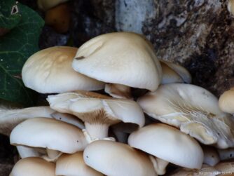 Растущие грибы на территории монастыря в Помории