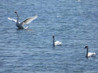 Трое лебедей на Поморийском озере