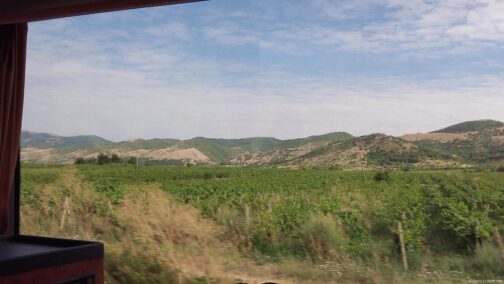 Виноградники в Болгарии